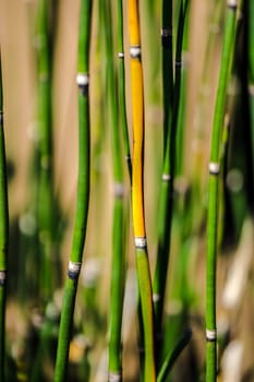 Abstract background with the image of green marsh plant sprouts - Horsetail wintering growing.