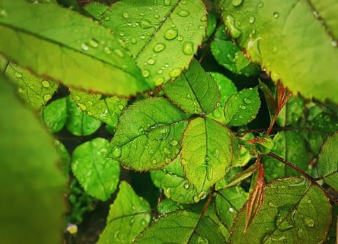 Rain drops on green leaves. Close up rose leaf with dew droplets. Natural background textures