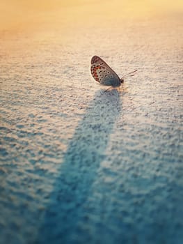 Eastern Tailed Blue butterfly on a lime wall. Tiny winged insect Cupido comyntas from Lycaenidae family species againts warm sunset beams