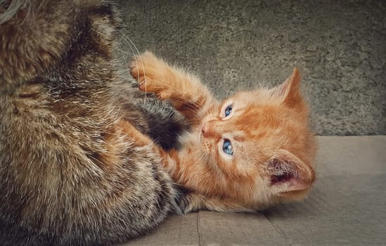 Frisky orange kitten playing with his caring mother cat. Funny ginger kitty..