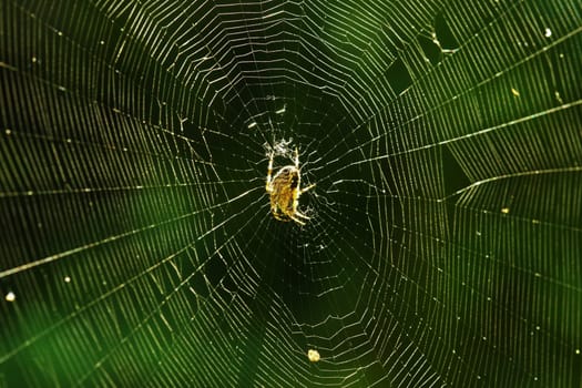 Spider in her big spider web in summer
