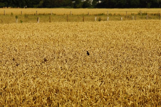Various birds in a cornfield in summer