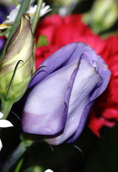 Very rare blue tulip in a bouquet