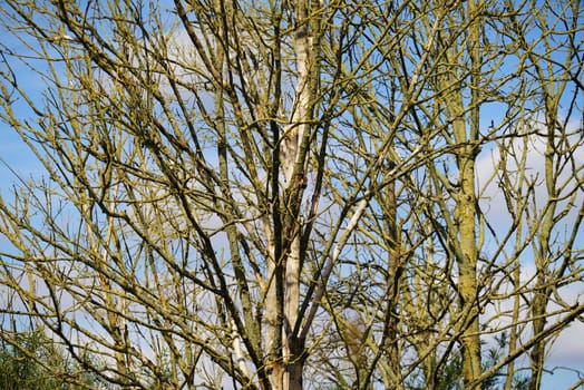 Dried up tree in a forest in summer