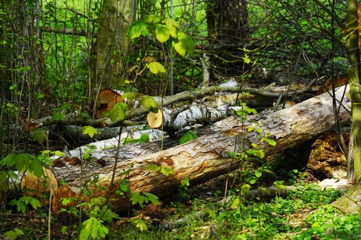 Dried up tree in a forest in summer