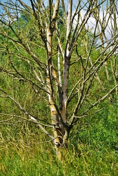 Dried up tree in a forest in summer