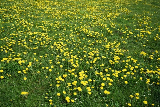 Large meadow with beautiful dandelion flowers