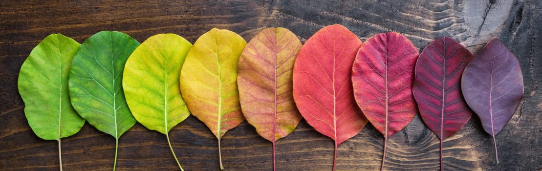 Selection of beautiful and colorful autunm leaves