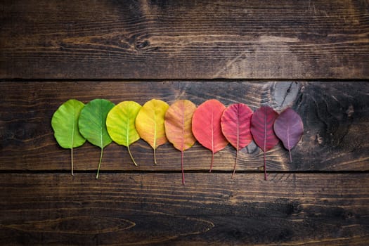 Selection of beautiful and colorful autunm leaves