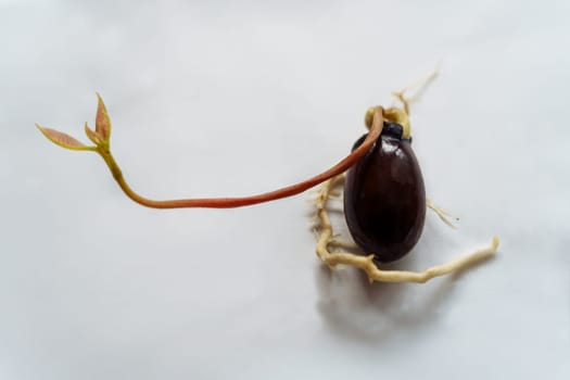 Lychee seed with sprout and roots on a white background. Growing plants from a seed..