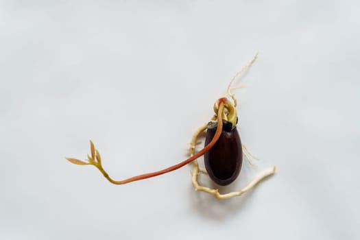 A young lychee sprout sprouted from the bone of a house on a white background.