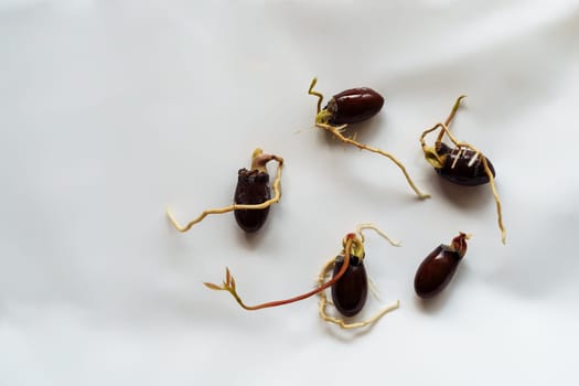 Five lychee sprouts sprouted from seeds on a white background.
