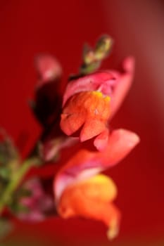 Wild mushrooms on nature macro background fifty megapixels prints