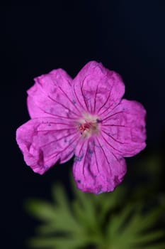 Purple flower blossoming close up botanical background Geranium platypetalum family Geraniaceae big size floral print high quality