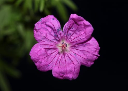 Purple flower blossoming close up botanical background Geranium platypetalum family Geraniaceae big size floral print high quality