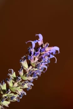 Flower blossoming salvia nemorosa family lamiaceae close up botanical background high quality big size print home decor agricultural plant