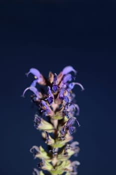 Flower blossoming salvia nemorosa family lamiaceae close up botanical background high quality big size print home decor agricultural plant