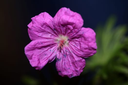 Purple flower blossoming close up botanical background Geranium platypetalum family Geraniaceae big size floral print high quality