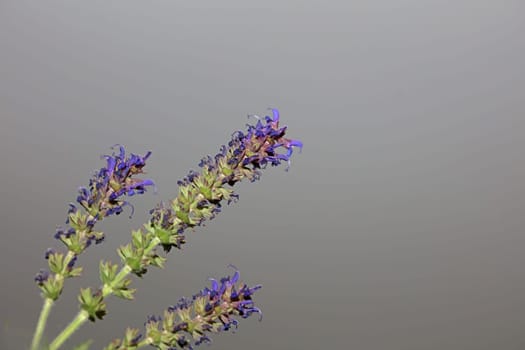 Flower blossoming salvia nemorosa family lamiaceae close up botanical background high quality big size print home decor agricultural plant