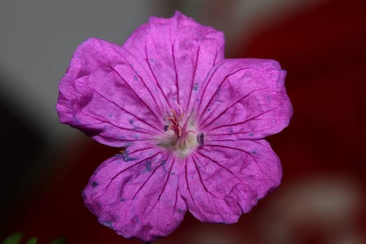 Purple flower blossoming close up botanical background Geranium platypetalum family Geraniaceae big size floral print high quality