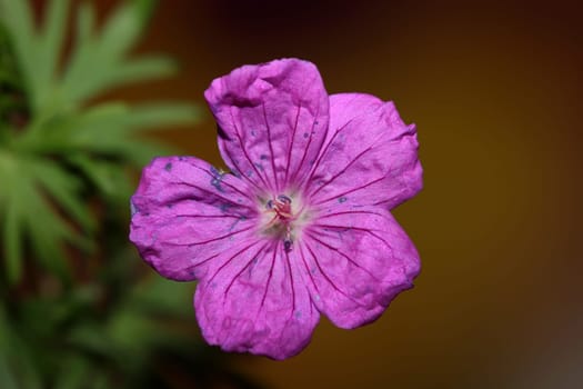 Purple flower blossoming close up botanical background Geranium platypetalum family Geraniaceae big size floral print high quality