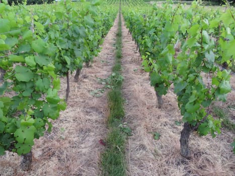 beautiful French vineyard vines wine cultivation nature ecology