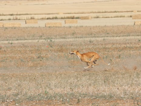 greyhound race fast dog domestic animal field hare hunting