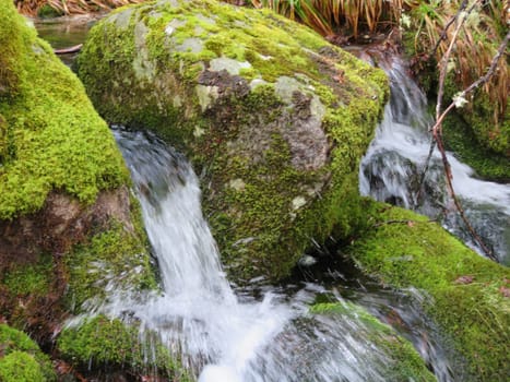 beautiful forest of trees rivers waterfalls water green moss moisture