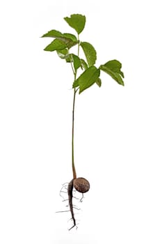 Sprout of a young walnut with roots and nutshell, isolated on white background
