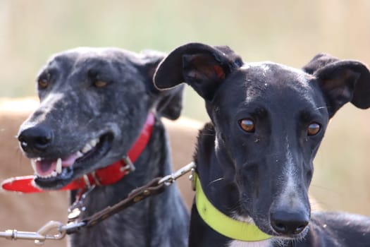 beautiful fast spanish greyhound dog energy hunting race