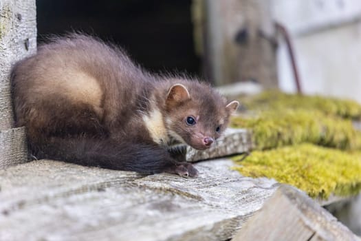 Cute young marten is looking at the camera sitting on an old wooden building. Horizontally.