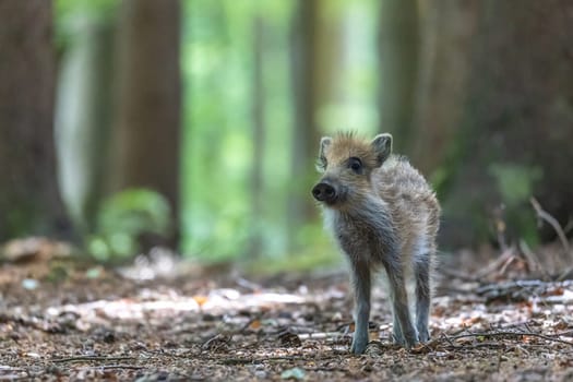 Young wild boar is posing in the forest. Horizontally.
