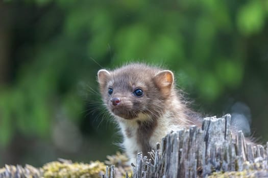 Portrait of cute young marten outdoors. Horizontally.