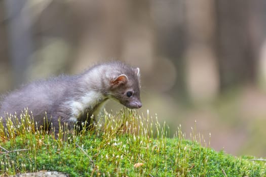 Side view of adorable young marten sitting in the moss closeup. Horizontally.