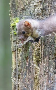 Cute young marten on a tree trunk. Vertically.