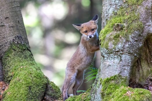 Adorable fox cub is standing on its hind legs among the trees. Horizontally.