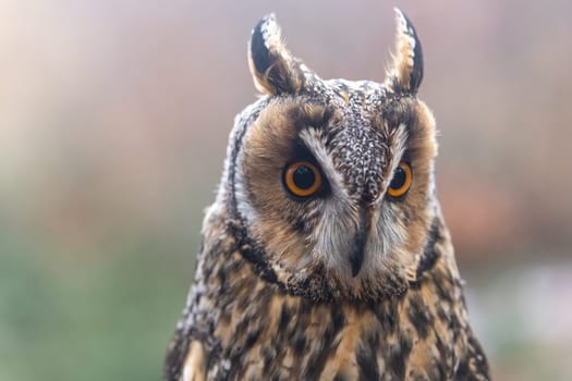 Front view portrait of Long-eared Owl closeup. Horizontally.