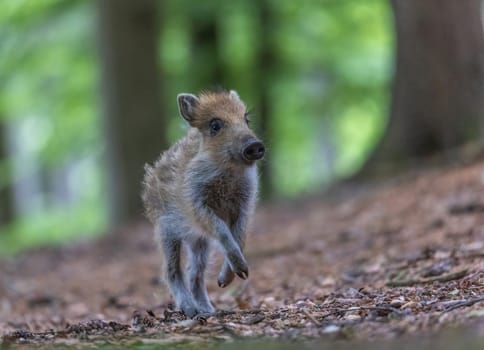 Young wild boar is running in the forest. Horizontally.
