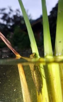 Libellenlarve kurz vor dem Schlüpfen an den Blättern eines Ästigen Igelkolben (Sparganium erectum)