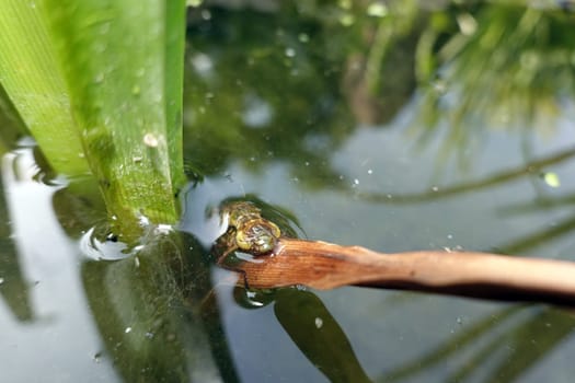 Libellenlarve kurz vor dem Schlüpfen an den Blättern eines Ästigen Igelkolben (Sparganium erectum)
