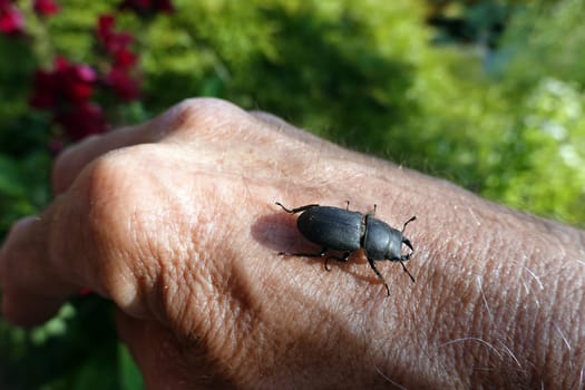 Balkenschröter (Dorcus parallelipipedus)