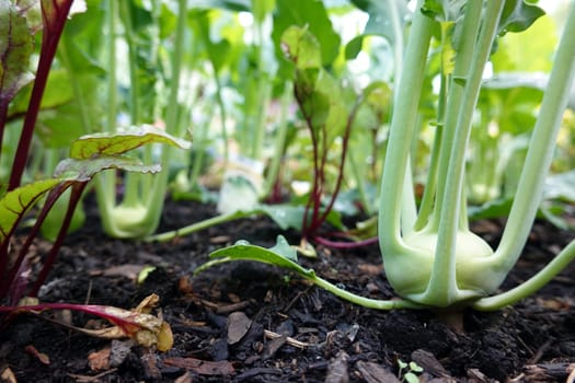 Kohlrabi (Brassica oleracea var. gongylodes) und Rote Beete (Beta vulgaris subsp. vulgaris) im Hochbeet
