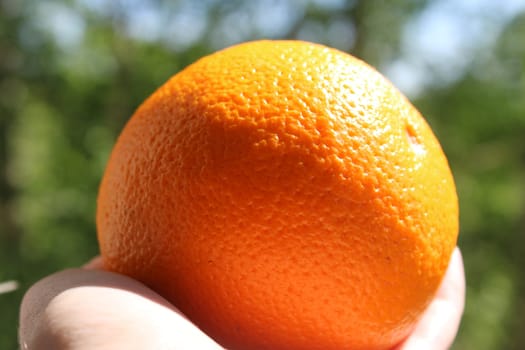 Orange in a woman's hand close-up on a natural background..