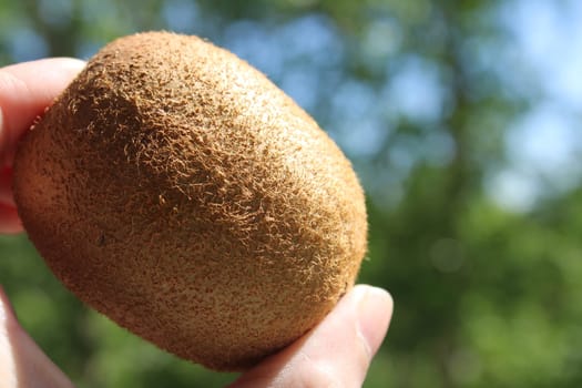 A close-up of a kiwi in a woman's hand against a natural background..