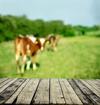 Wooden table and blurred background with green meadow and cows.