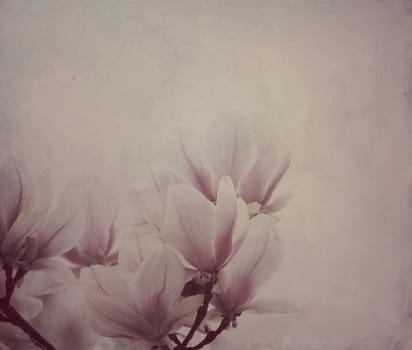 Beautiful magnolia flowers with artistic oil paint canvas texture overlay. Wall art background.