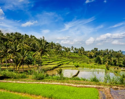 Green rice terraces on Bali island
