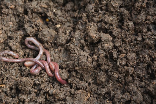 Earthworms on soil, earthworms on ground for agriculture and gardening concept with earthworms
