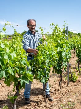 Green pruning of the vineyard. Farmer intertwines the young branches of the vine. Traditional agriculture.