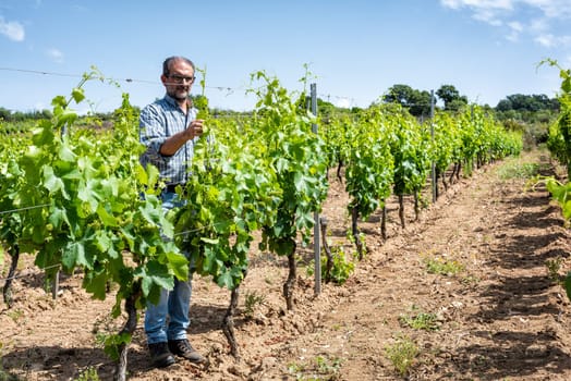 Green pruning of the vineyard. Farmer intertwines the young branches of the vine. Traditional agriculture.